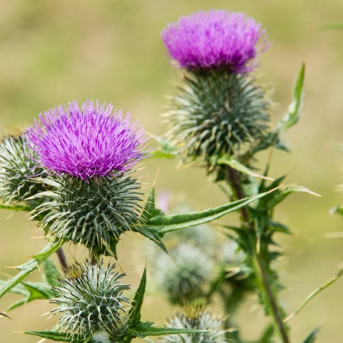 Milk Thistle: A Trusted Herb for Liver Wellness