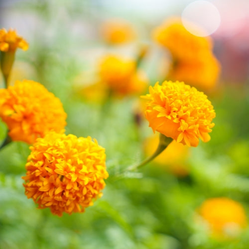 Zeaxanthin: Targeted Nutrient for Eye Health Support